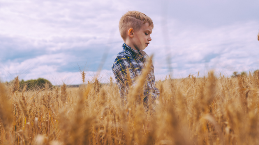Image of a 5 Year Old Boy Standing in a Wheat Field